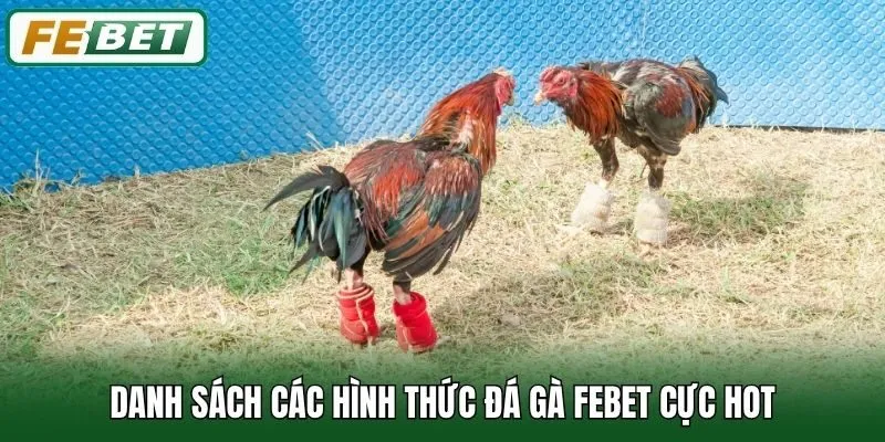 Đá Gà 1 Danh sách các hình thức đá gà Febet cực hot