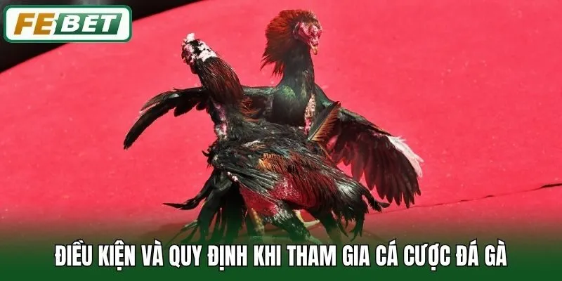 Đá Gà 2 Điều kiện và quy định khi tham gia cá cược đá gà