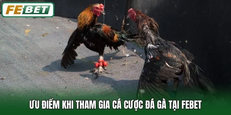 Đá Gà 3 Ưu điểm khi tham gia cá cược đá gà tại Febet